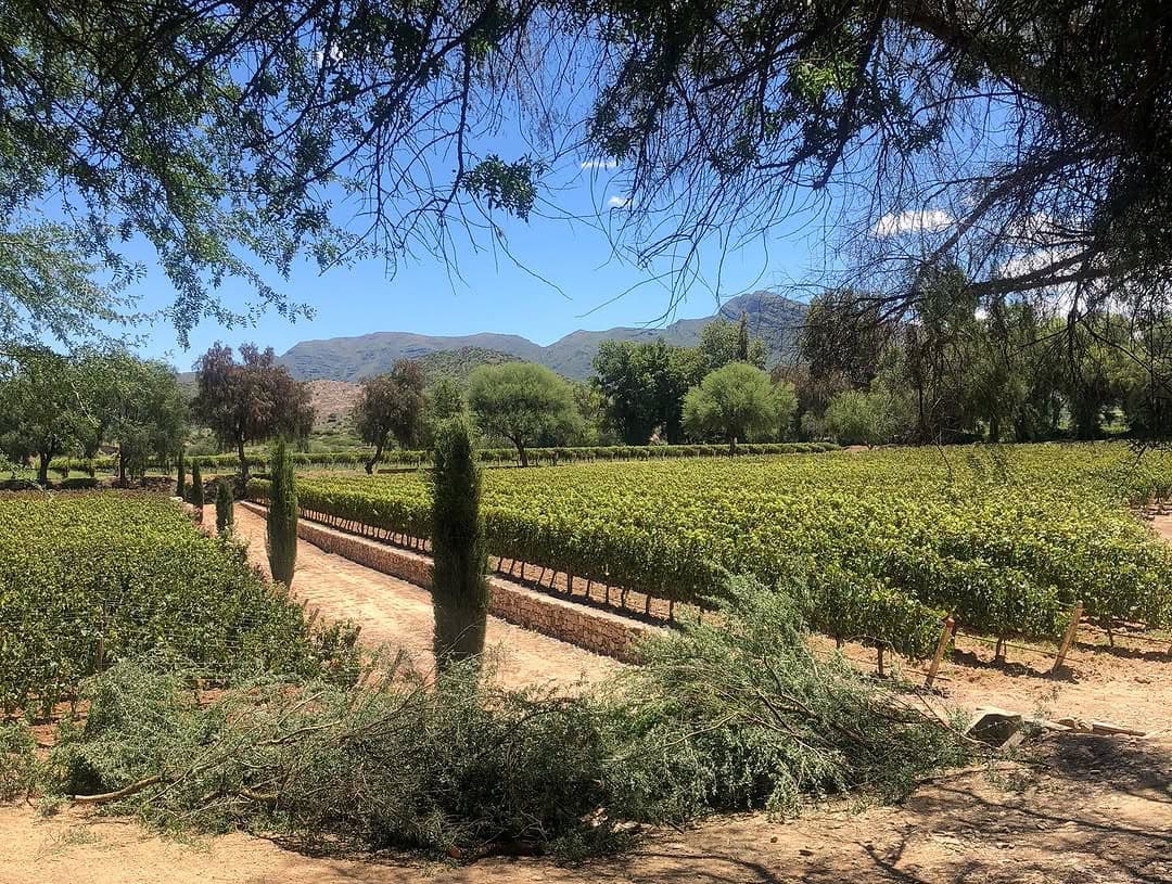 Ruta del vino y singani en Tarija