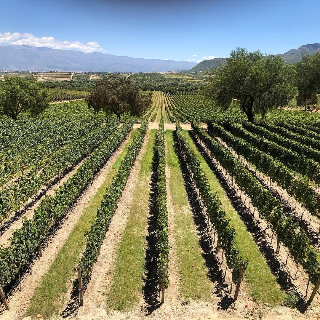 Ruta del vino y singani en Tarija
